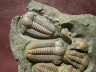 Ellipsocephalus hoffi (Schlotheim, 1823)