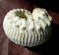 Liparoceras heptangulare (Young & Bird 1828)