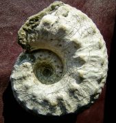 Liparoceras heptangulare (Young & Bird 1828)