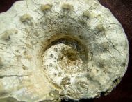 Liparoceras heptangulare (Young & Bird 1828)