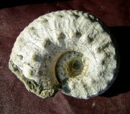 Liparoceras heptangulare (Young & Bird 1828)