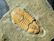 Kingaspoides brevifrons (Hupe, 1953)