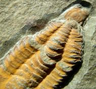 Kingaspoides brevifrons (Hupe, 1953)