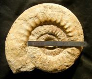Lithacosphintces evolutus (Quenstedt, 1888)