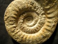 Lithacosphintces evolutus (Quenstedt, 1888)