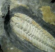 Salterocoryphe salteri (ROUAULT 1851)