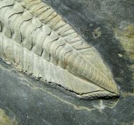 Salterocoryphe salteri (ROUAULT 1851)