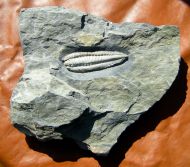 Salterocoryphe salteri (ROUAULT 1851)