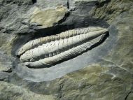 Salterocoryphe salteri (ROUAULT 1851)