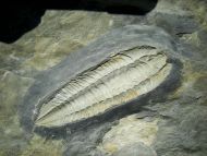 Salterocoryphe salteri (ROUAULT 1851)