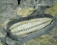 Salterocoryphe salteri (ROUAULT 1851)