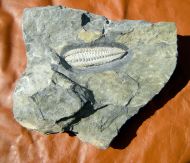 Salterocoryphe salteri (ROUAULT 1851)