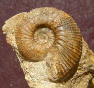 Kepplerites gowerianus  (SOWERBY)