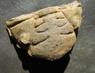 Dalmanitina socialis (BARRANDE, 1846)