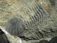 Paralejurus tenuistriatus SCHRAUT 2004