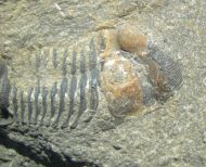 Paralejurus tenuistriatus SCHRAUT 2004
