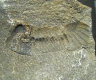 Paralejurus tenuistriatus SCHRAUT 2004