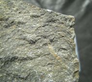 Paralejurus tenuistriatus SCHRAUT 2004