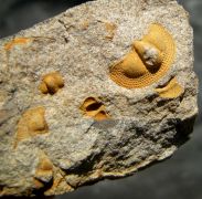 Deanaspis goldfussi (BARRANDE, 1846)