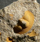 Deanaspis goldfussi (BARRANDE, 1846)