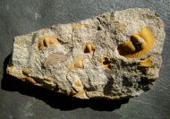 Deanaspis goldfussi (BARRANDE, 1846)