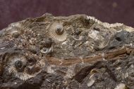 Rasenia (Semirasenia) askepta Ziegler, 1963