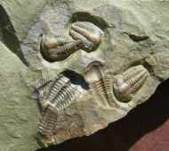 Ellipsocephalus hoffi (Schlotheim, 1823)