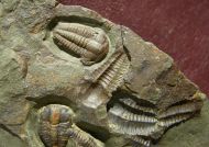 Ellipsocephalus hoffi (Schlotheim, 1823)