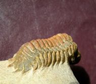 Crotalocephalina gibbus (BEYRICH, 1845)