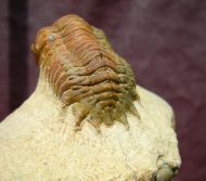 Crotalocephalina gibbus (BEYRICH, 1845)