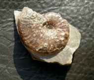Grammoceras thouarsense (d Orbigny, 1843)