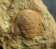 Paradoxides gracilis (BOECK, 1827)