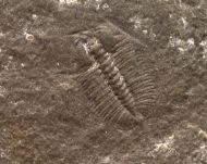Arthricocephalus laterilobatus Ju, 1983