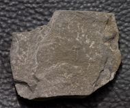 Arthricocephalus laterilobatus Ju, 1983