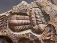 Ellipsocephalus hoffi (Schlotheim, 1823)