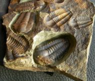 Ellipsocephalus hoffi (Schlotheim, 1823)