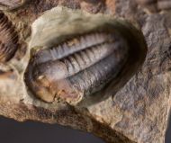 Ellipsocephalus hoffi (Schlotheim, 1823)