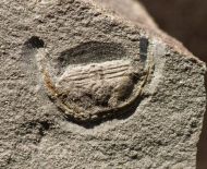 Anebolithus simplicior