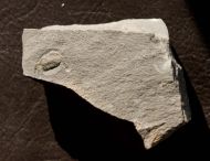 Anebolithus simplicior