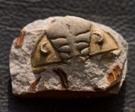 Dalmanitina socialis (BARRANDE, 1846)