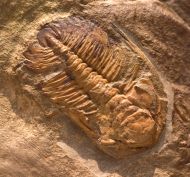 Eccaparadoxides pusillus
