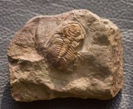 Eccaparadoxides pusillus