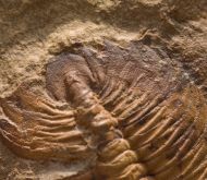 Eccaparadoxides pusillus