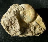 Choffatia isabellae BONNOT et al 2008