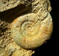 Choffatia isabellae BONNOT et al 2008