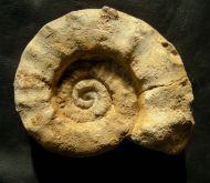 Collotia fraasi (Oppel 1857)