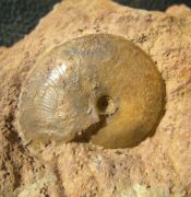 Oxycerites limosus (Buckman, 1925)