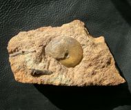 Oxycerites limosus (Buckman, 1925)
