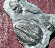 Elrathia kingi (Meek 1870)