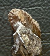 Neseuretus parvifrons (MCoy)
